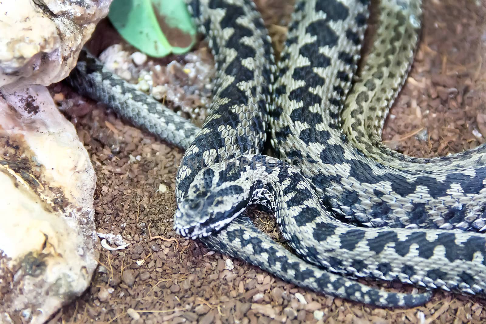 European viper berus also known as European adder in the zoo