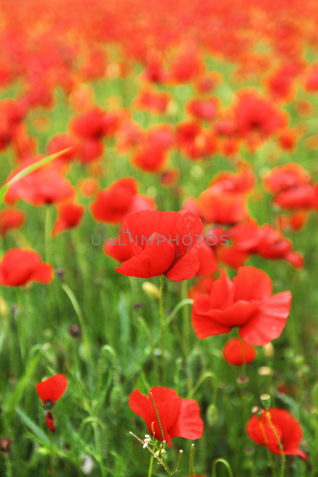 Field of red poppies close up view