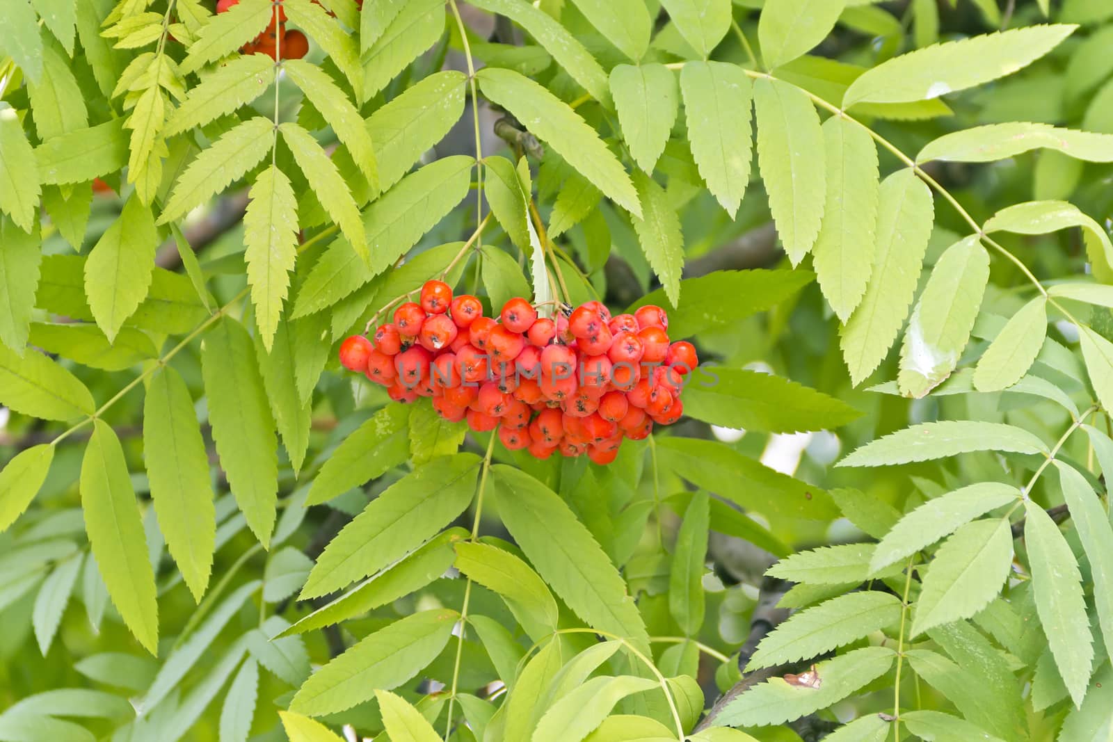 Red ripe rowanberry branch in summer day