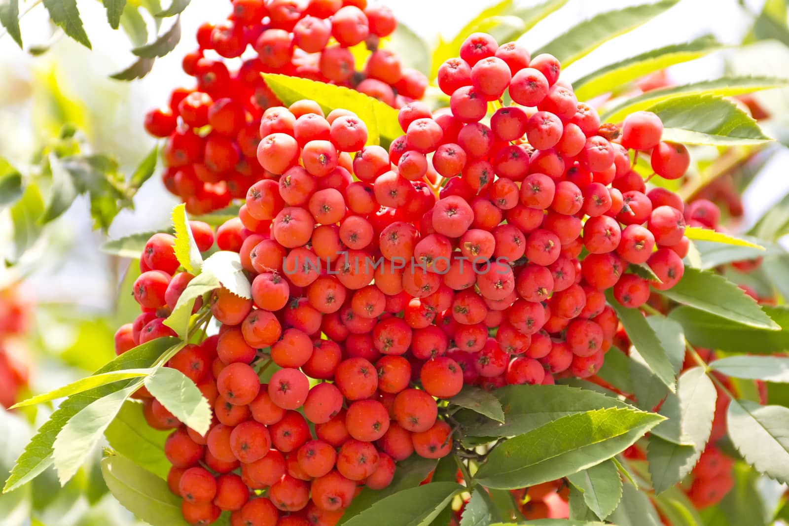 Red ripe rowanberry branch in summer day