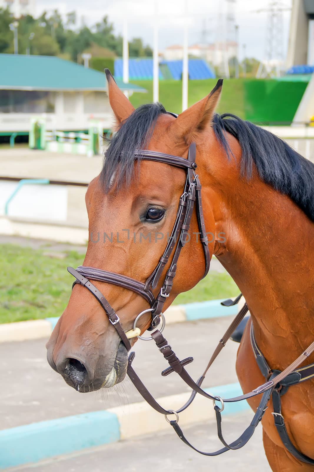 Hippodrome brown head horse in harness on the training field