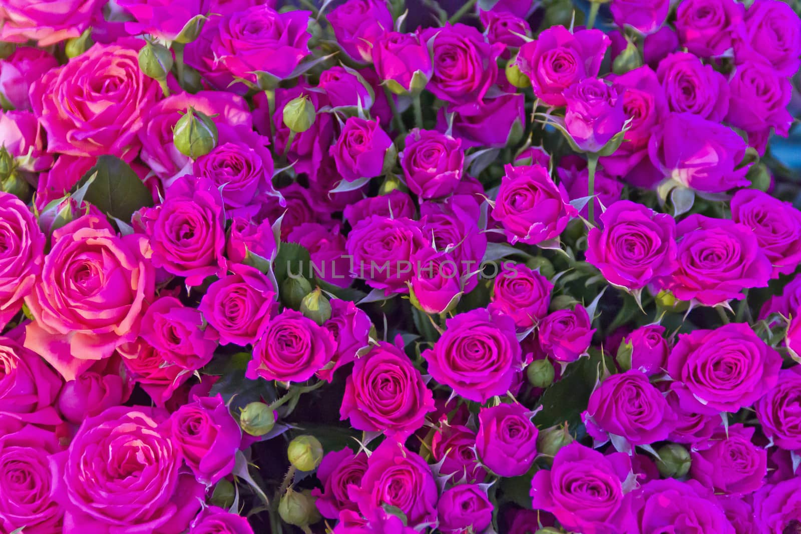 Background of pink small roses in marketplace