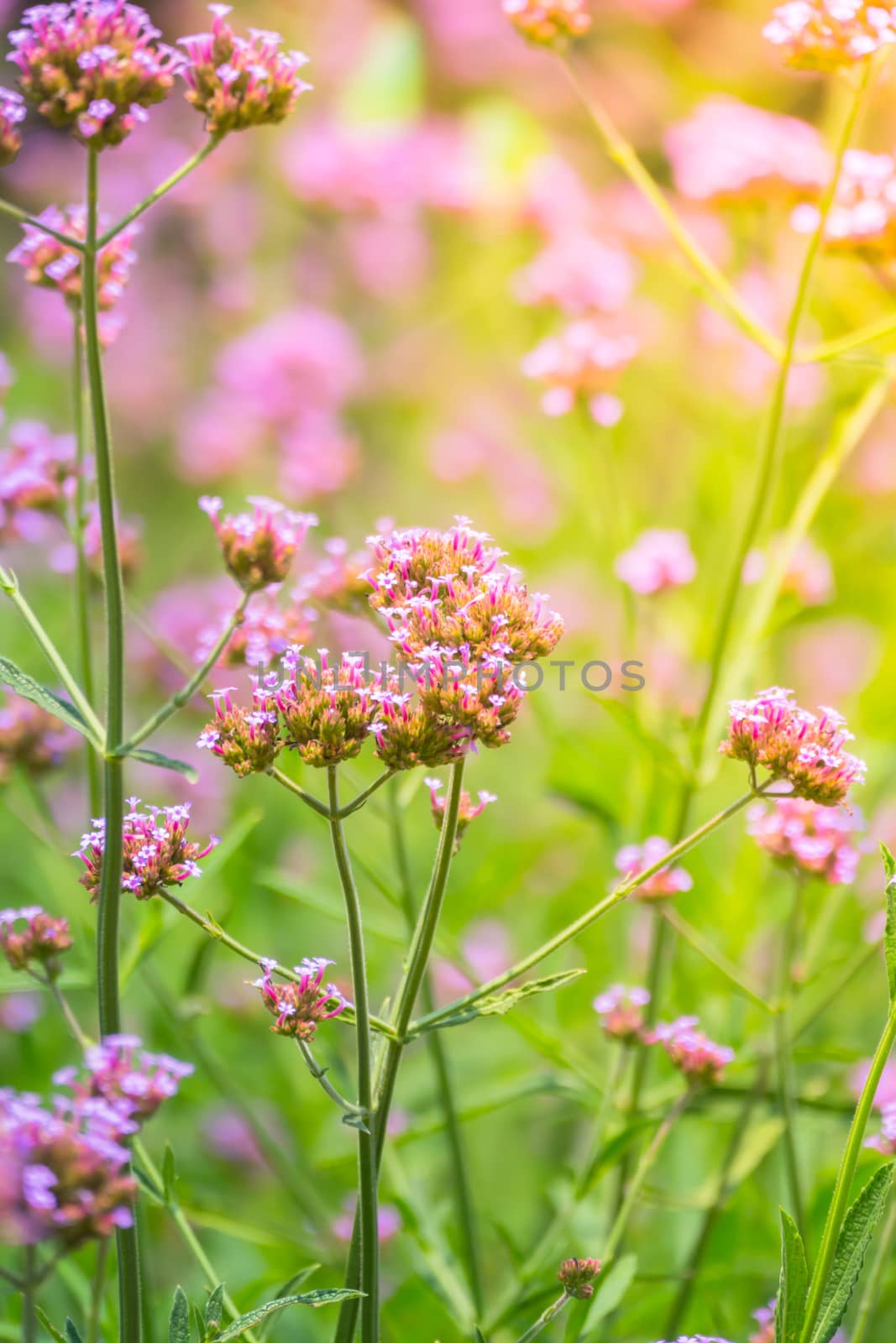 The background image of the colorful flowers, background nature