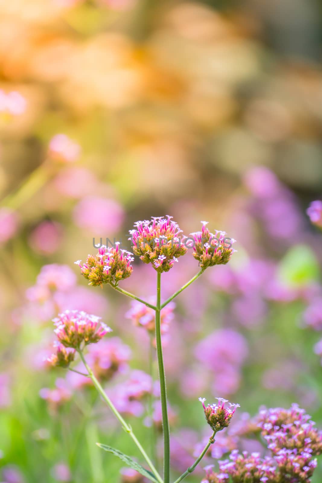 The background image of the colorful flowers by teerawit