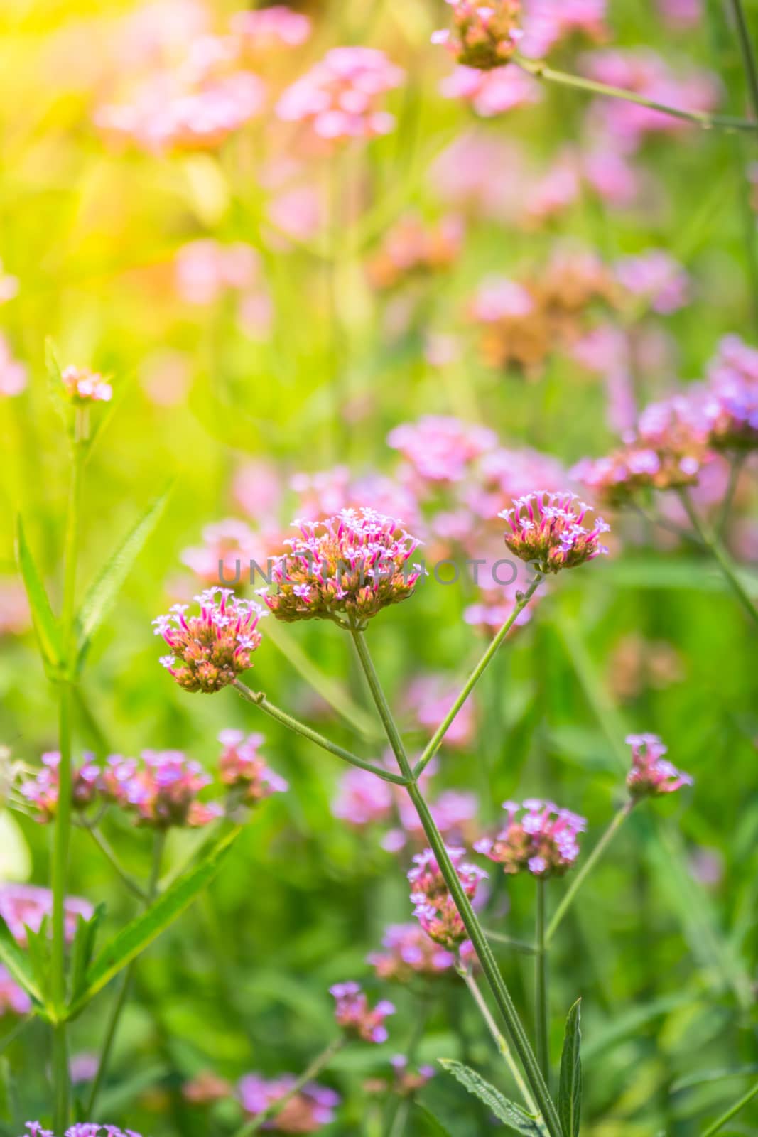 The background image of the colorful flowers by teerawit