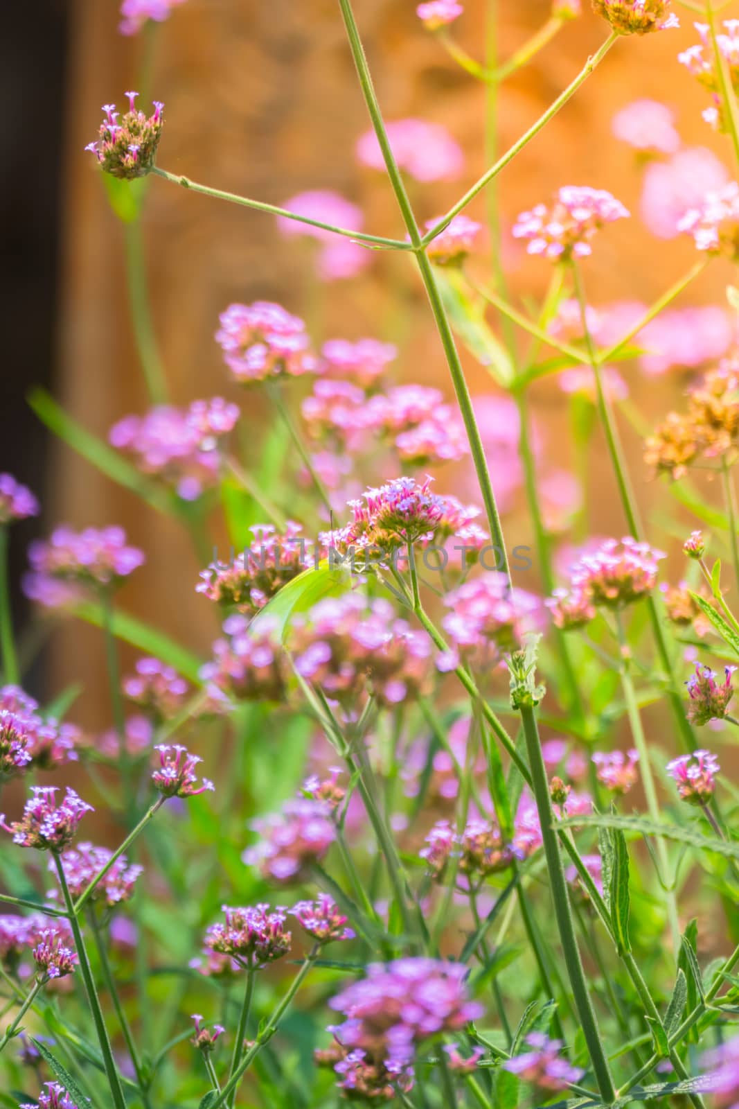 The background image of the colorful flowers by teerawit