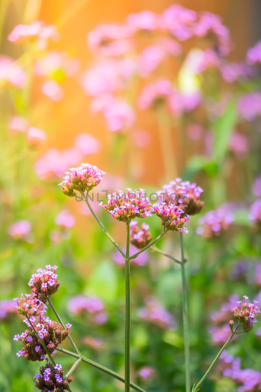 The background image of the colorful flowers by teerawit