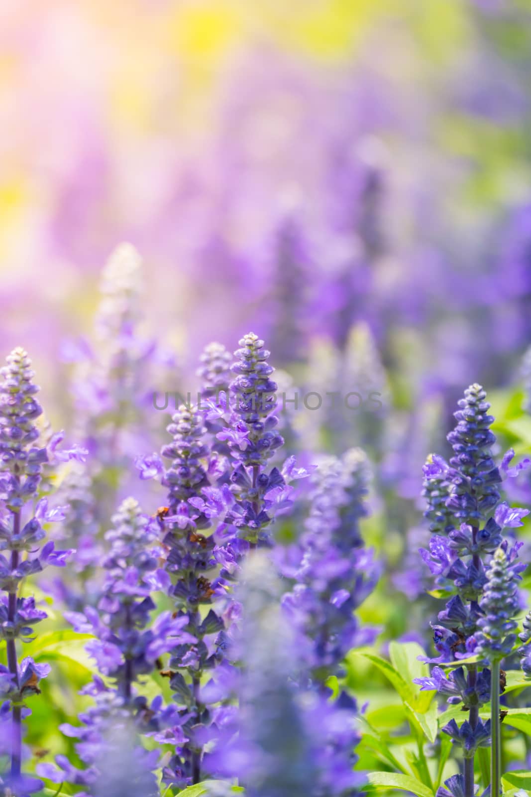 The background image of the colorful flowers, background nature