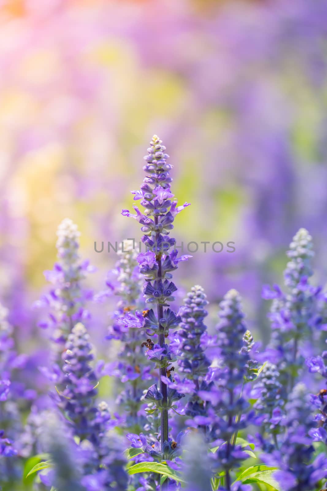 The background image of the colorful flowers, background nature