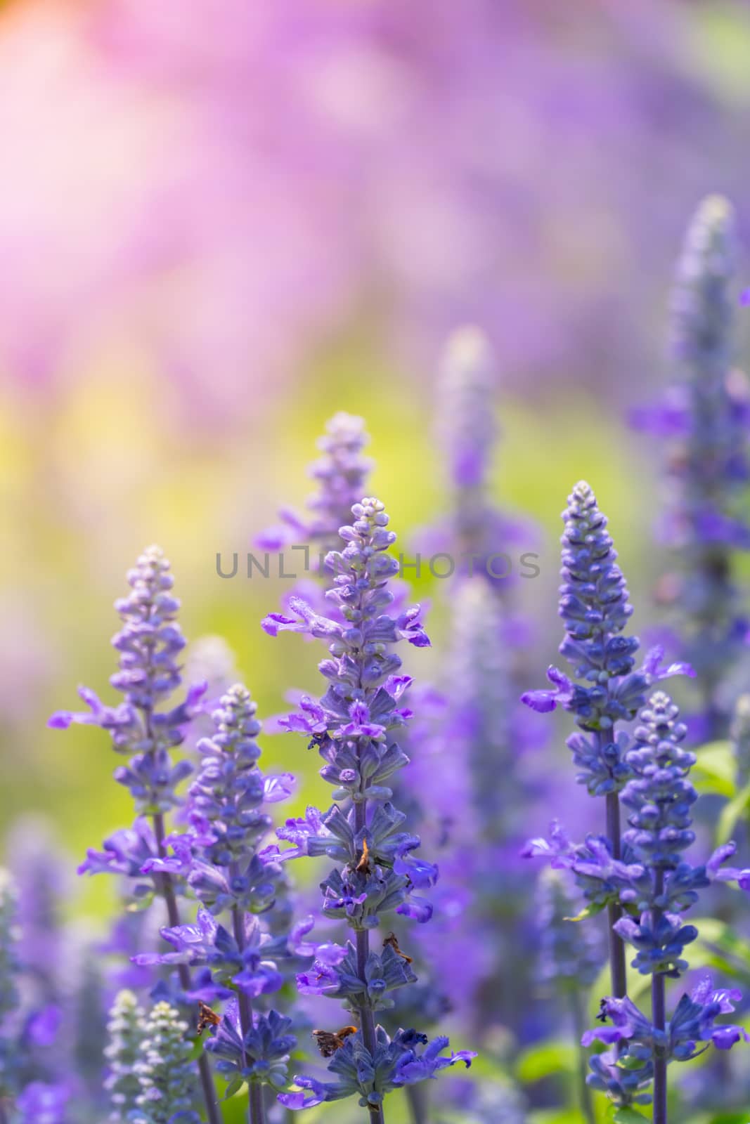 The background image of the colorful flowers, background nature