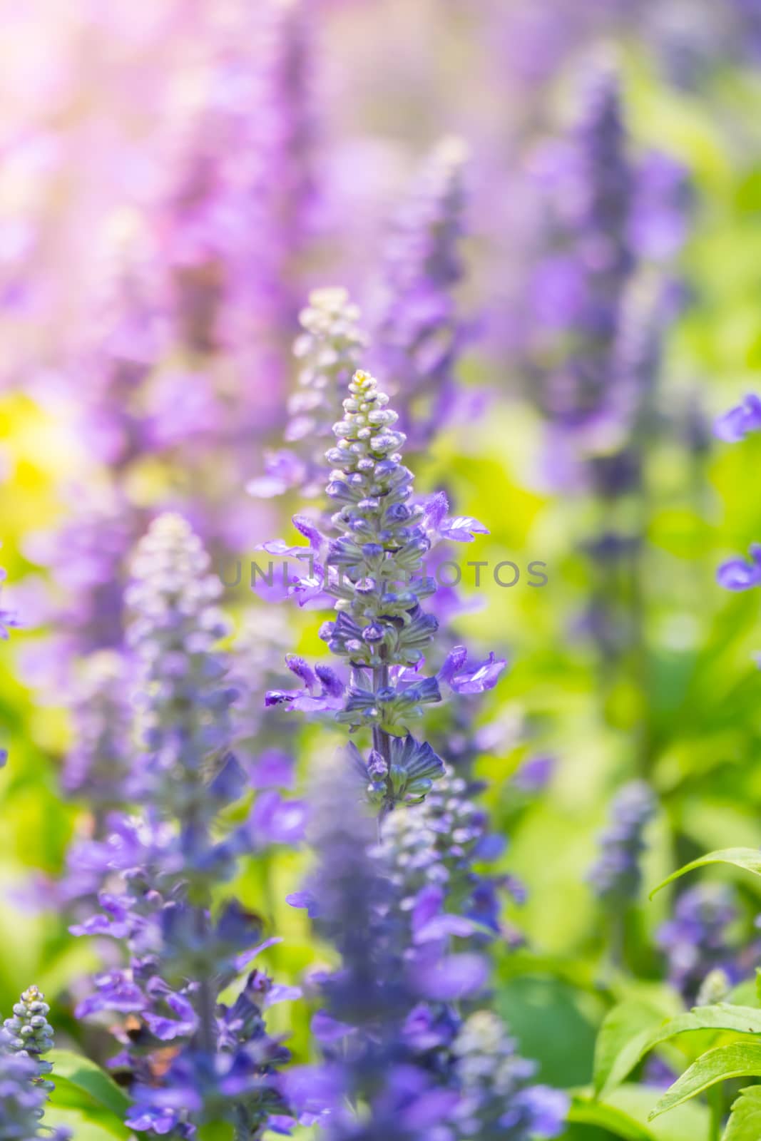 The background image of the colorful flowers, background nature