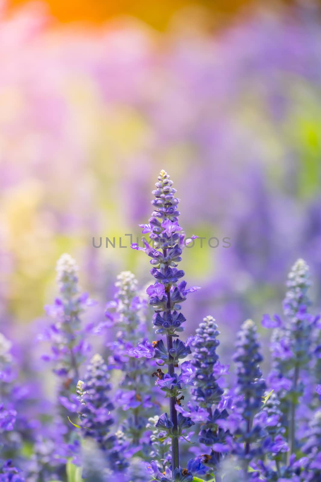 The background image of the colorful flowers, background nature