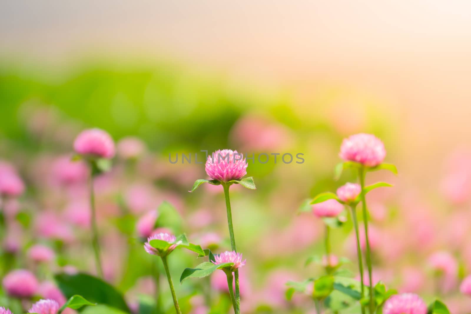 The background image of the colorful flowers, background nature