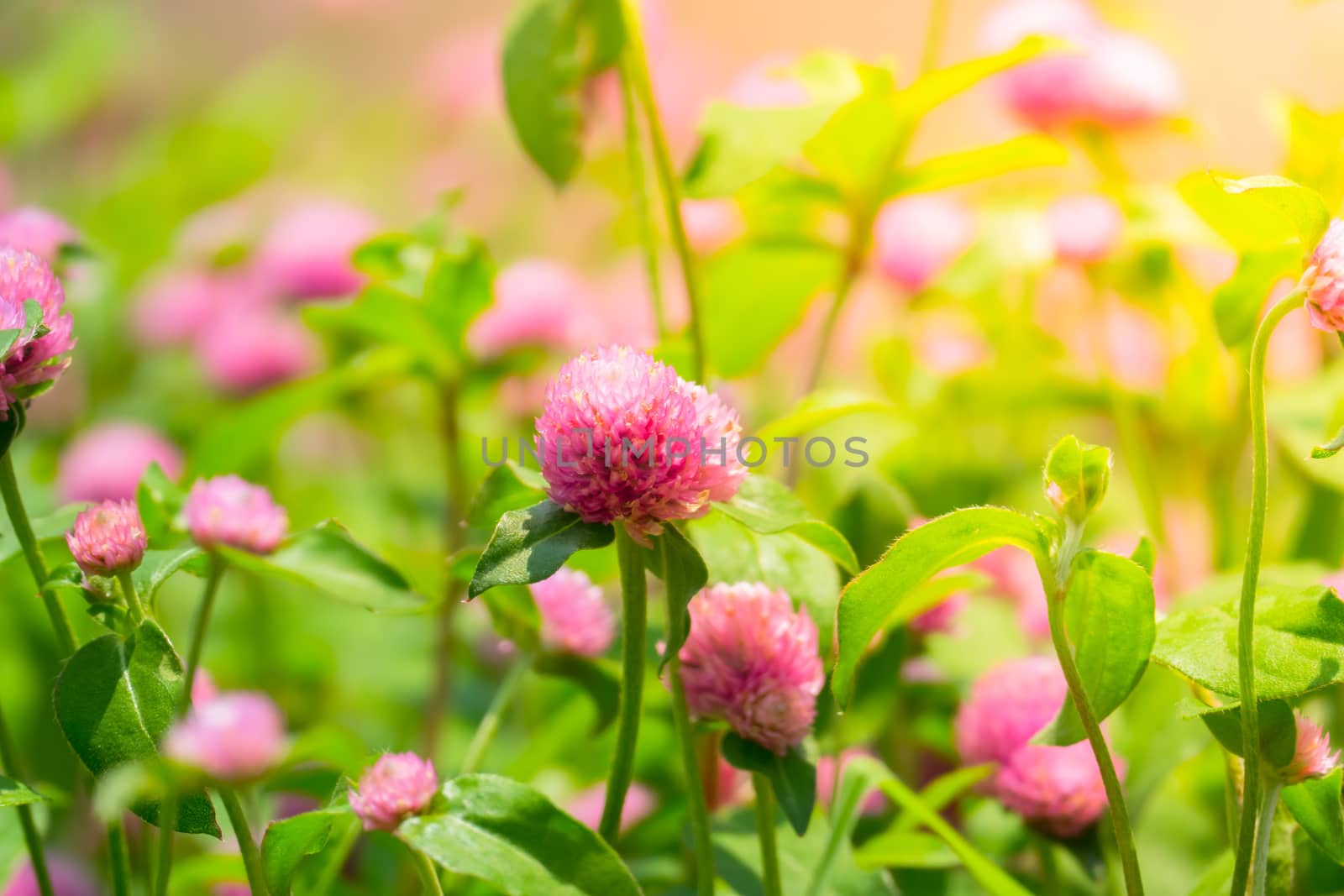 The background image of the colorful flowers, background nature