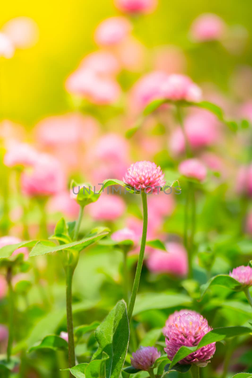 The background image of the colorful flowers by teerawit