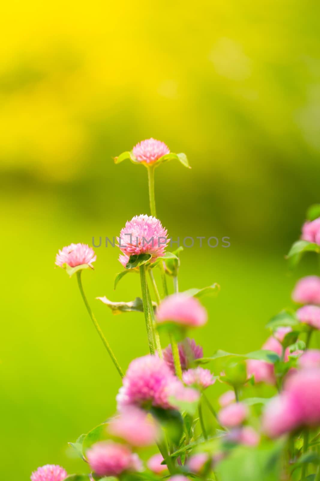 The background image of the colorful flowers by teerawit