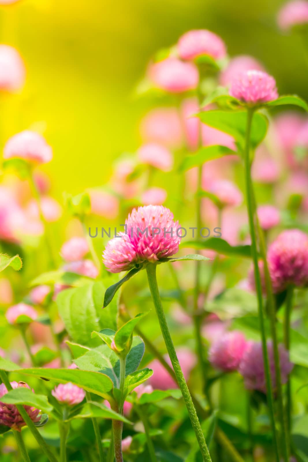 The background image of the colorful flowers by teerawit