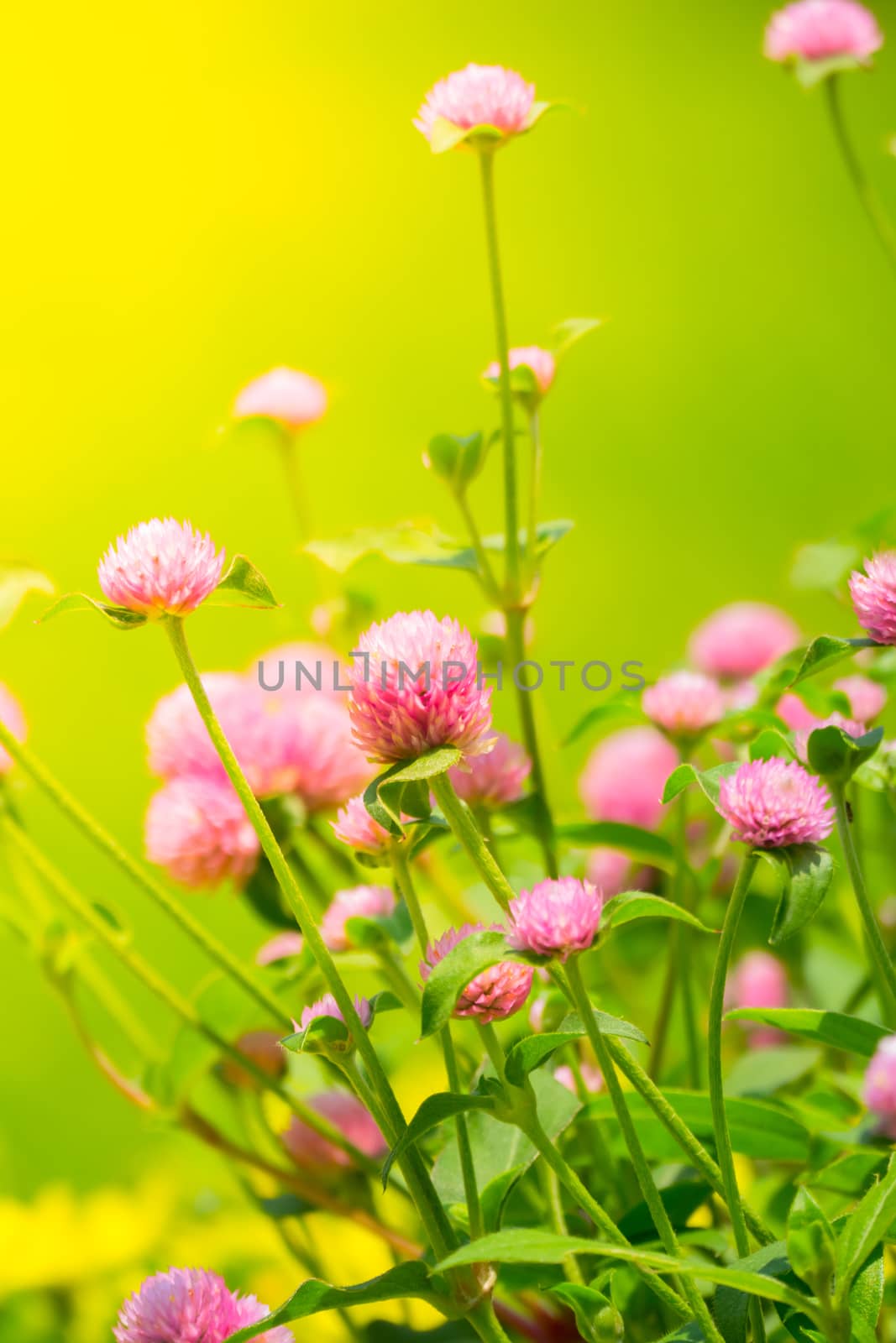 The background image of the colorful flowers by teerawit