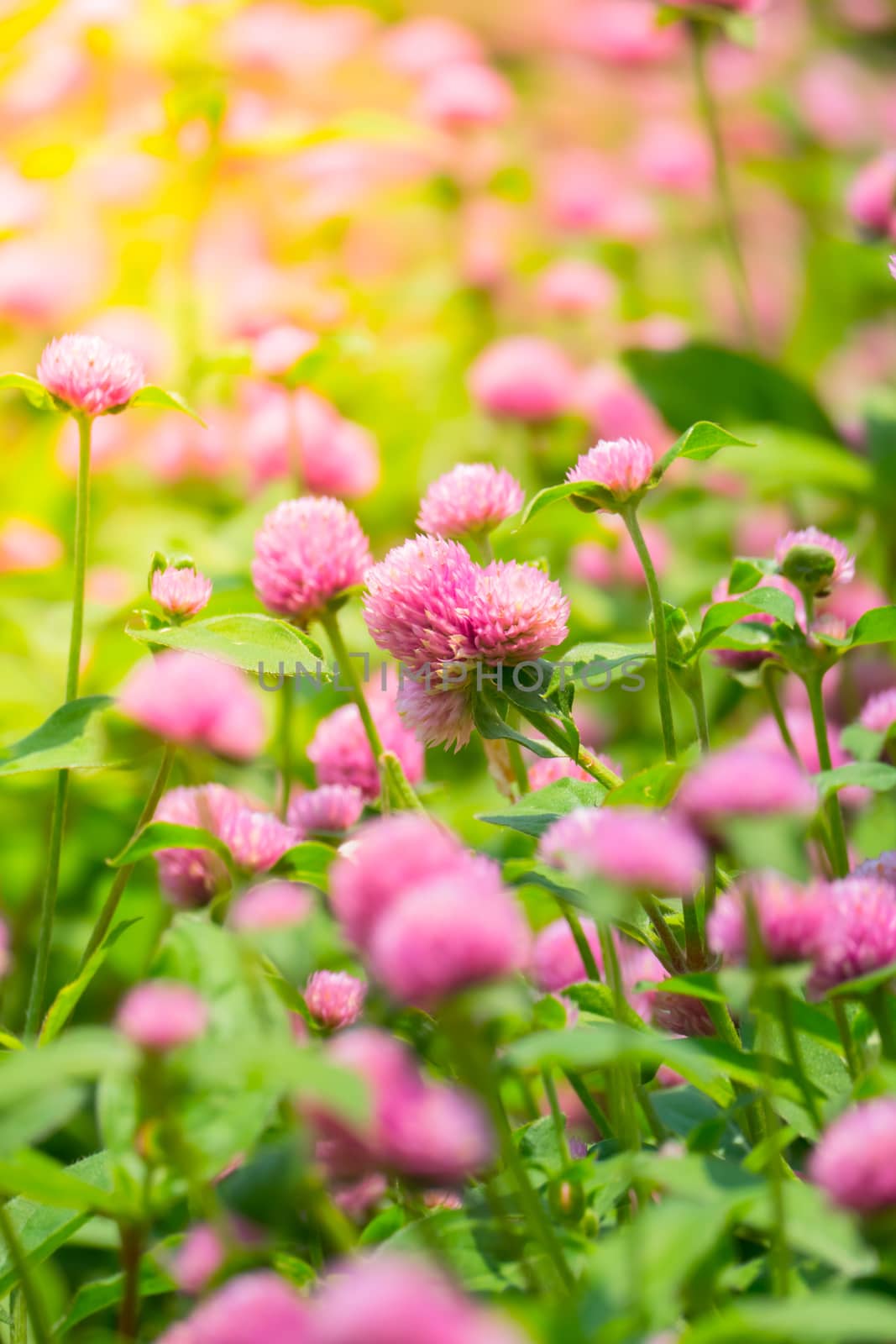 The background image of the colorful flowers, background nature