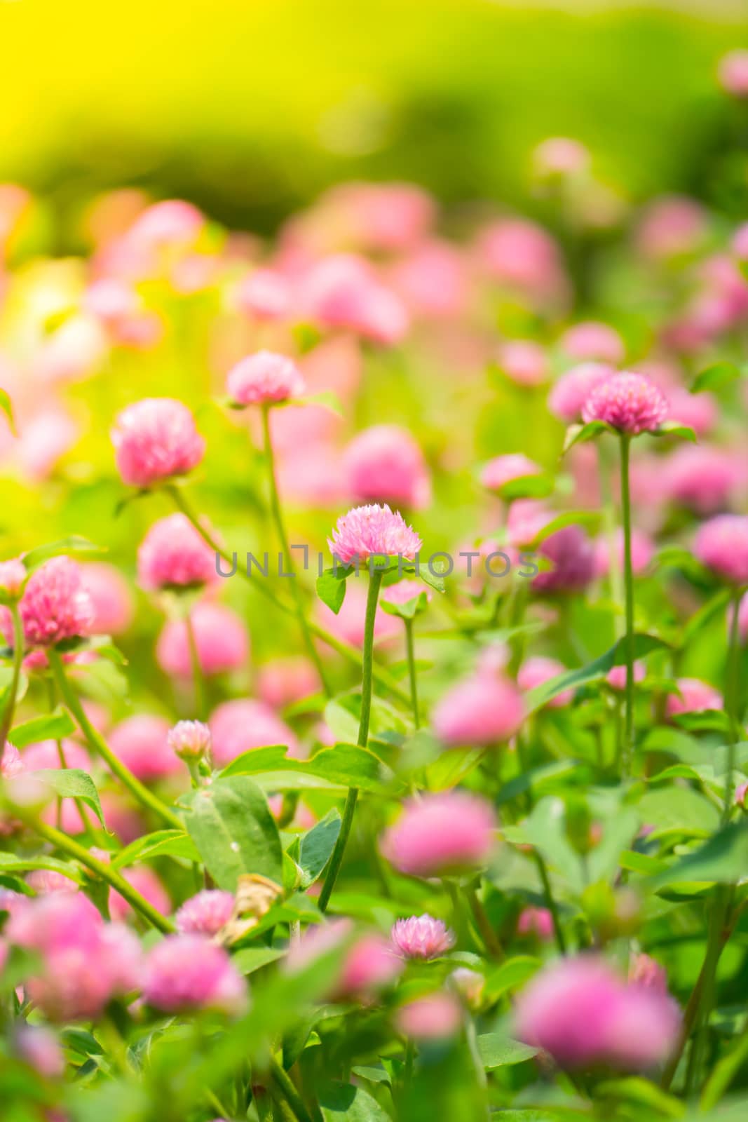 The background image of the colorful flowers by teerawit