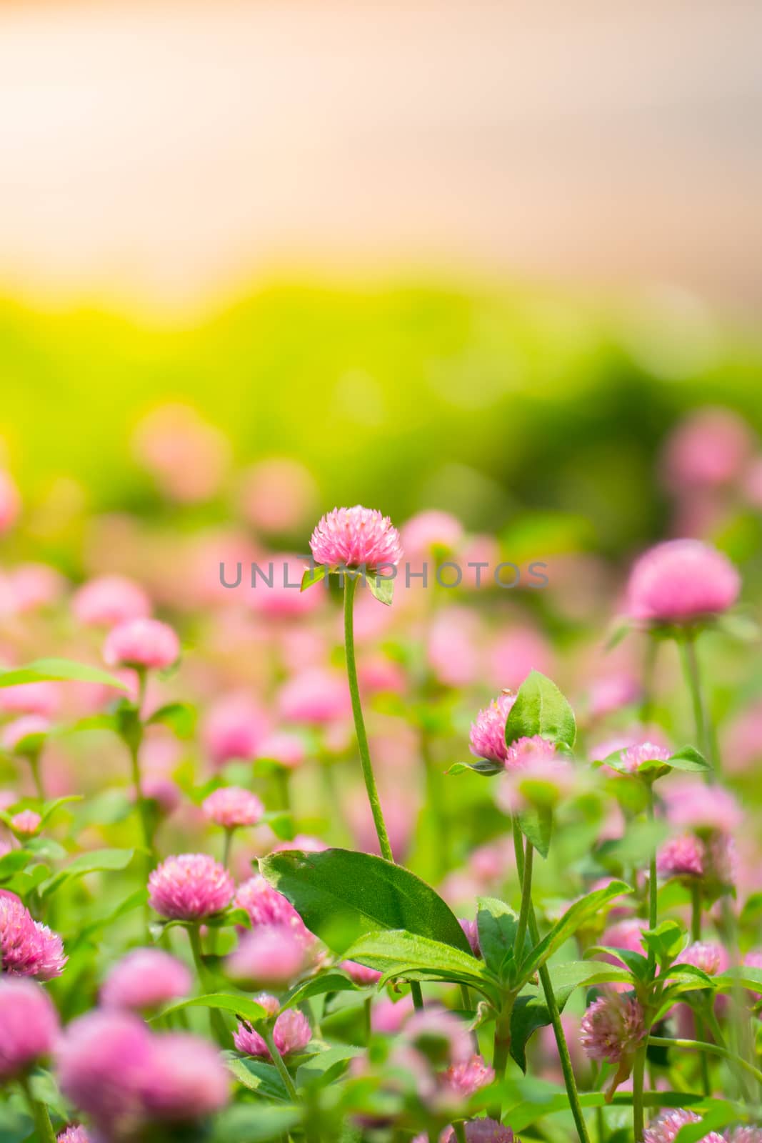 The background image of the colorful flowers by teerawit