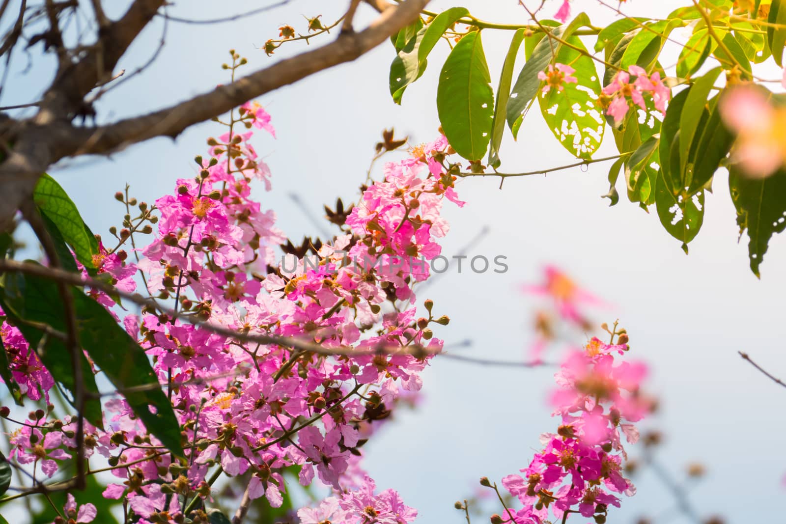 The background image of the colorful flowers, background nature