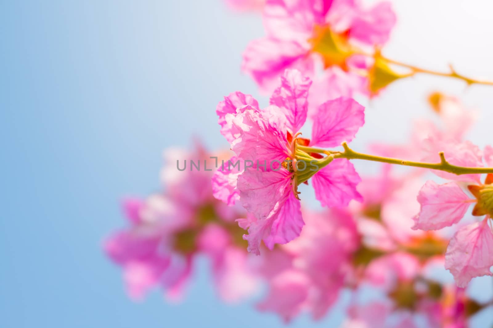 The background image of the colorful flowers, background nature