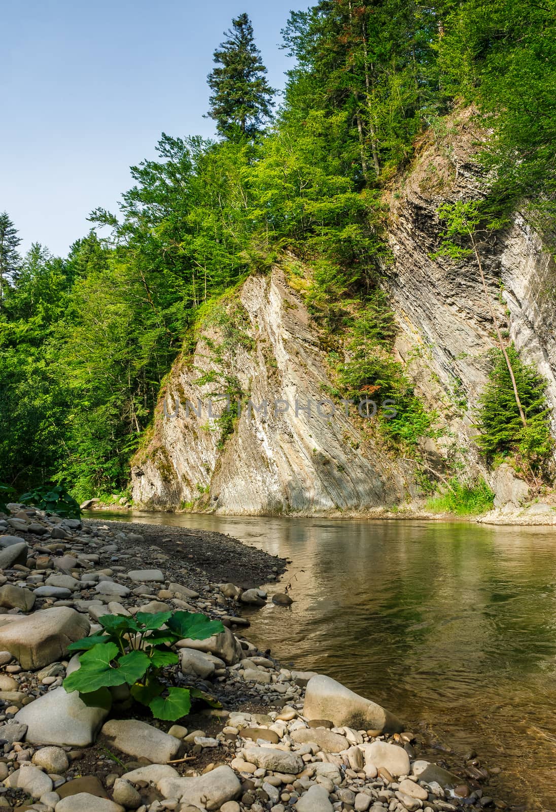 trees near the river in mountains by Pellinni