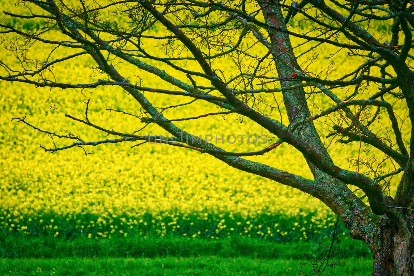 Rapeseed field by tree with delicate branches