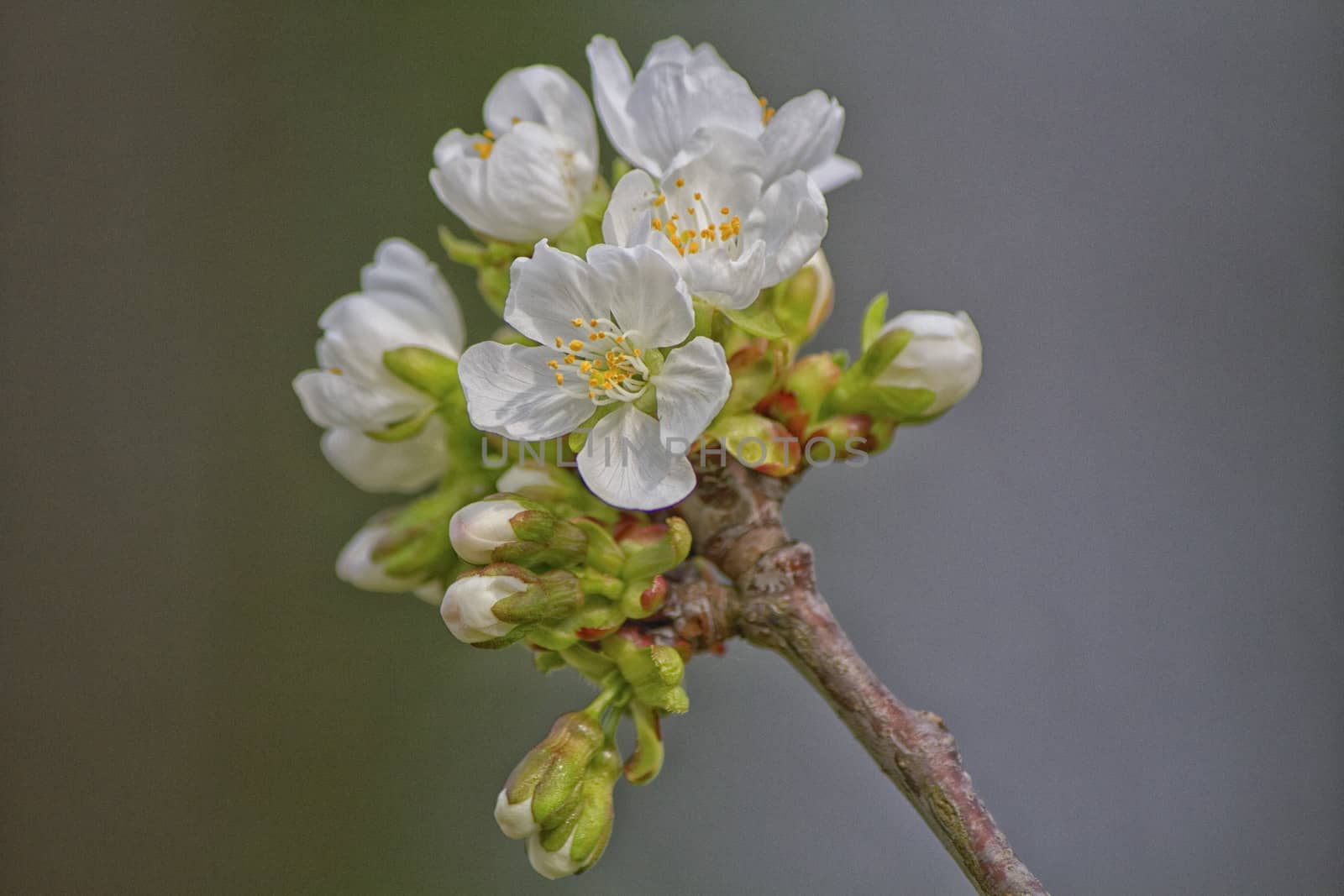 Tree in flower in the middle of a park in Geneva in Switzerland