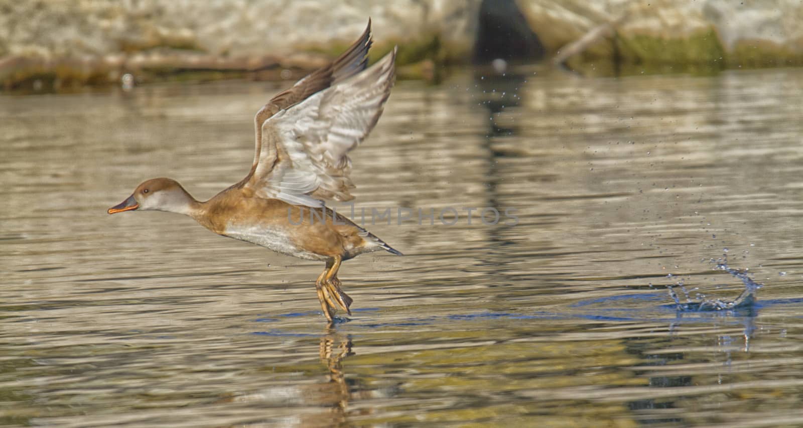 Red-crested pochard take-off on the lake by mariephotos