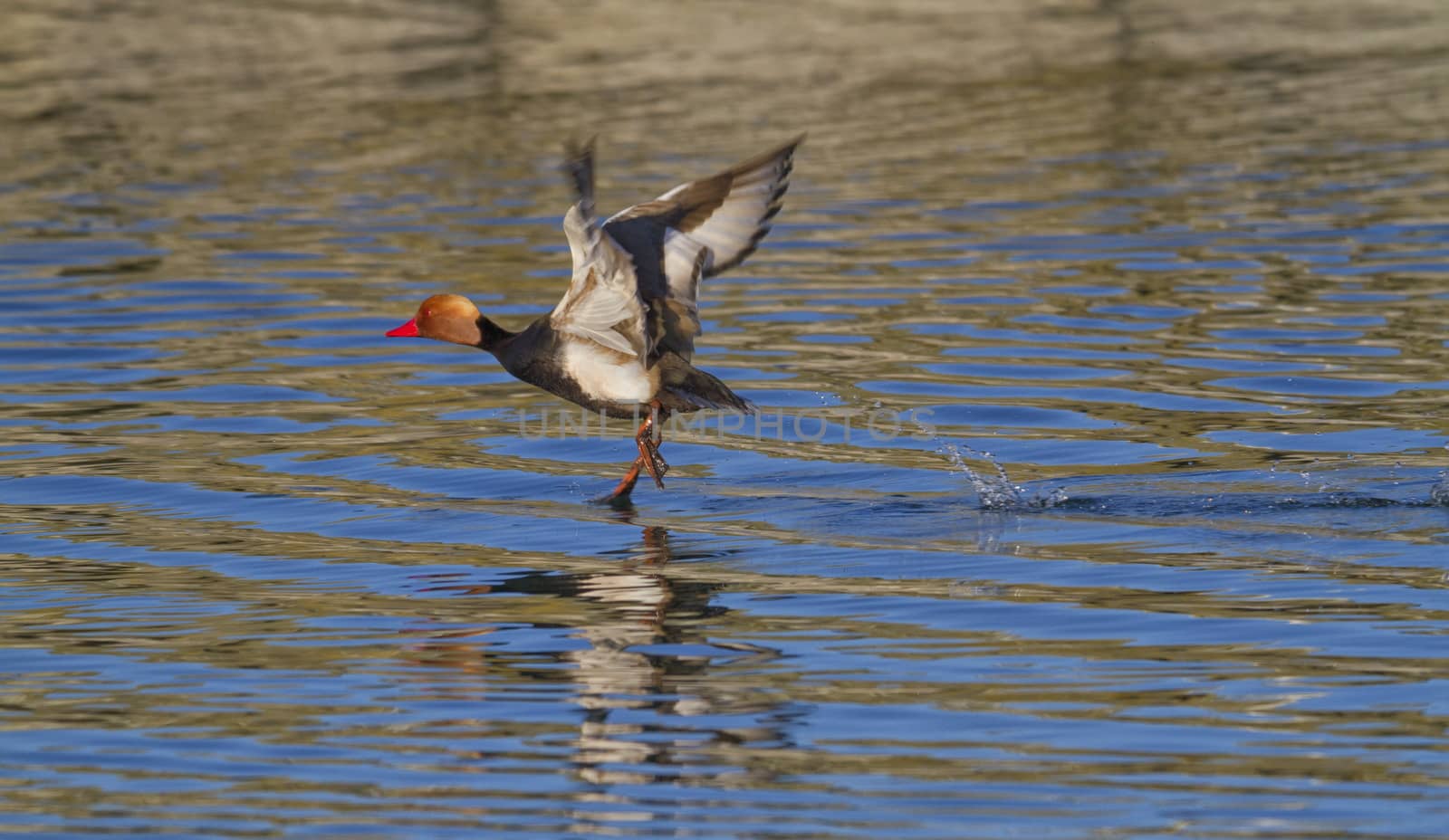 Red-crested pochard take-off on the lake by mariephotos