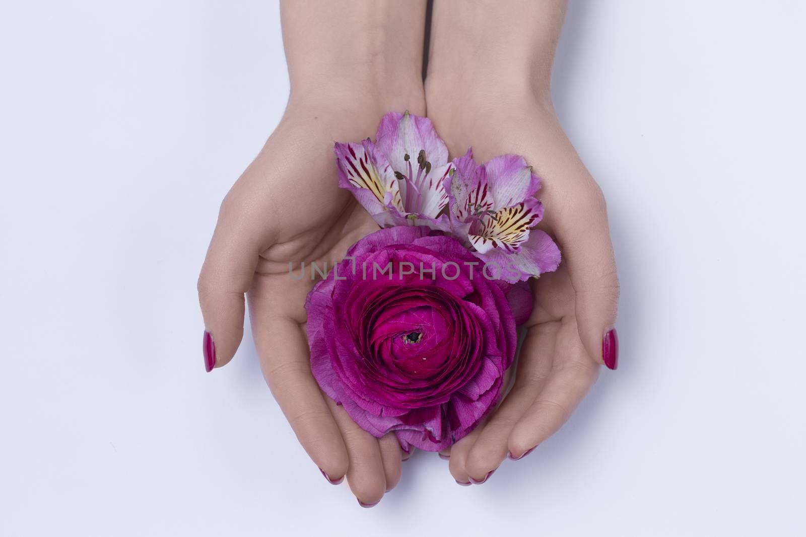 Hands of a woman with pink manicure on nails holding flowers