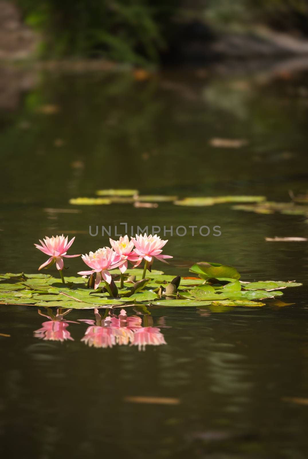 Beautiful Pink Lotus Flowers Lily Pond