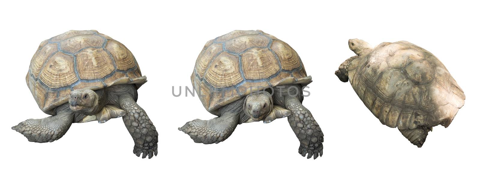 Animal portrait of a beautiful giant tortoise looking funny  isolated on white.