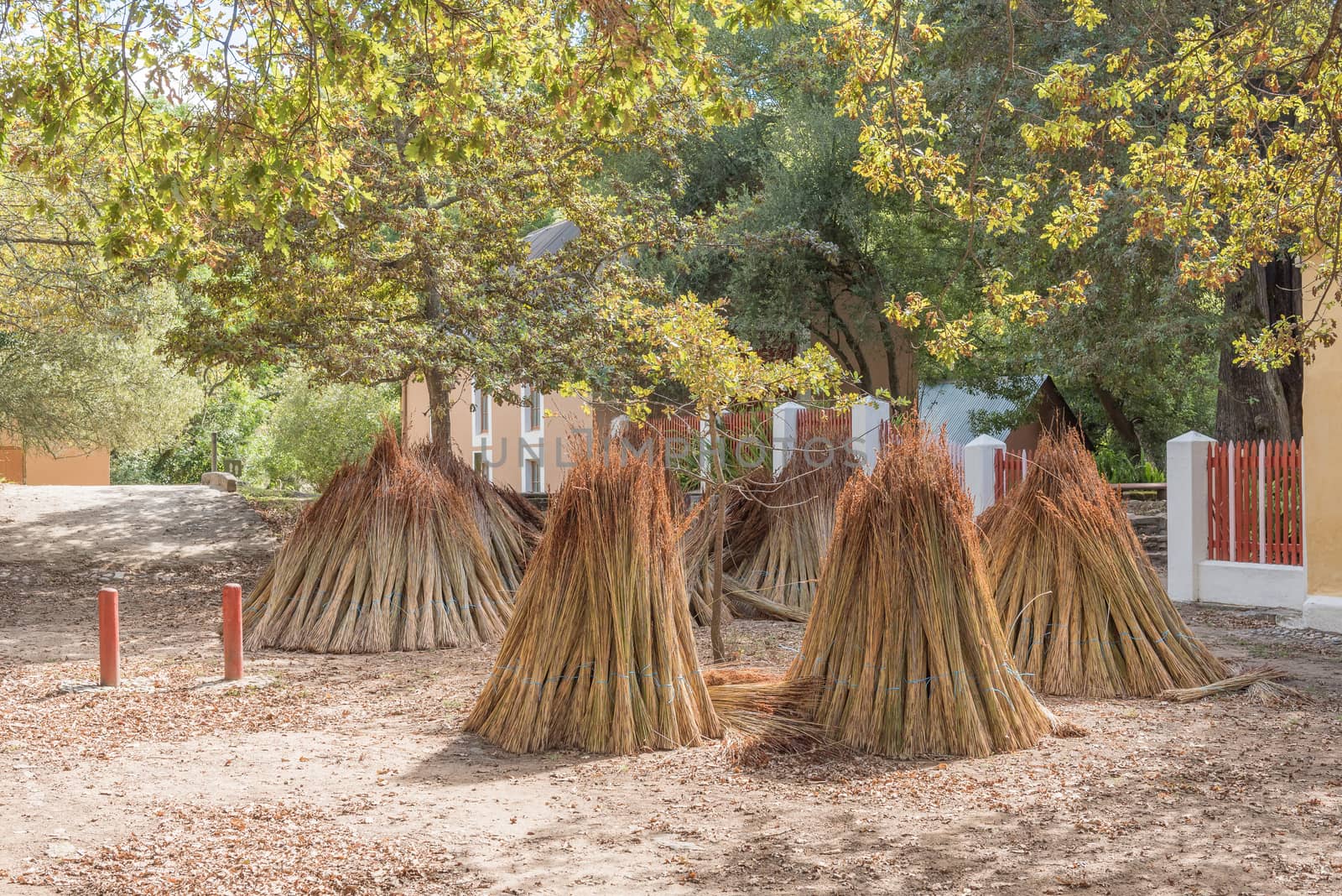 Bundles of reeds used in thatching of roofs in Genadendal. Genadendal is the first mission station in South Africa, founded 1738