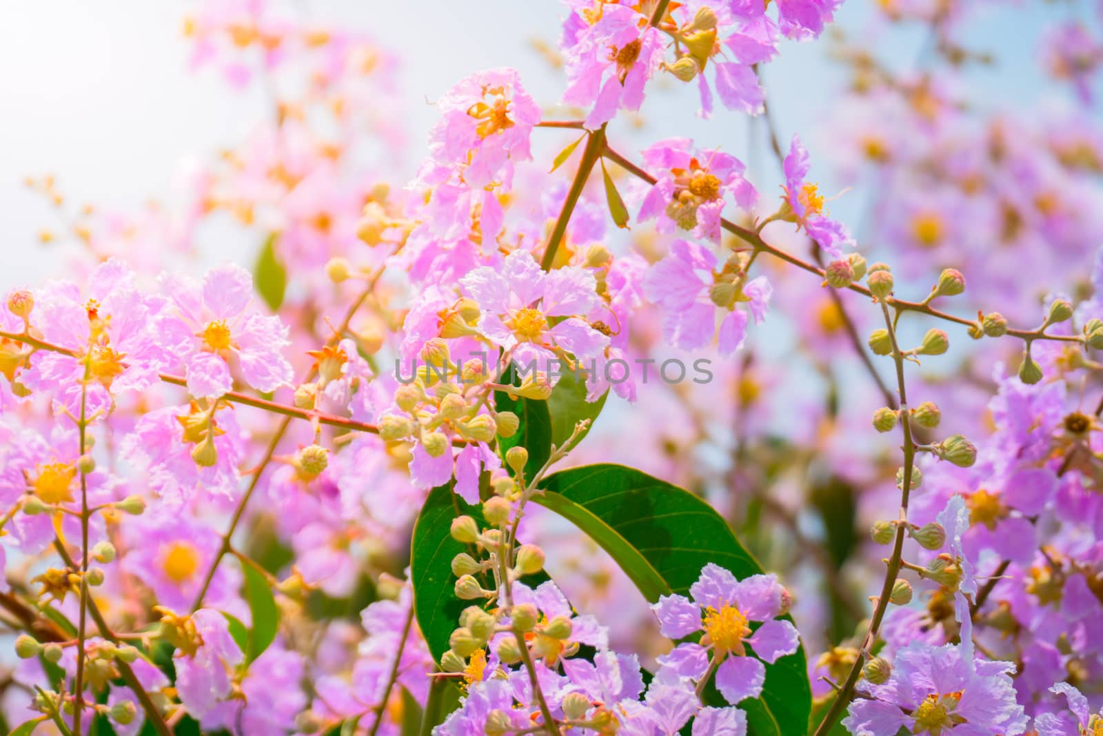 The background image of the colorful flowers, background nature