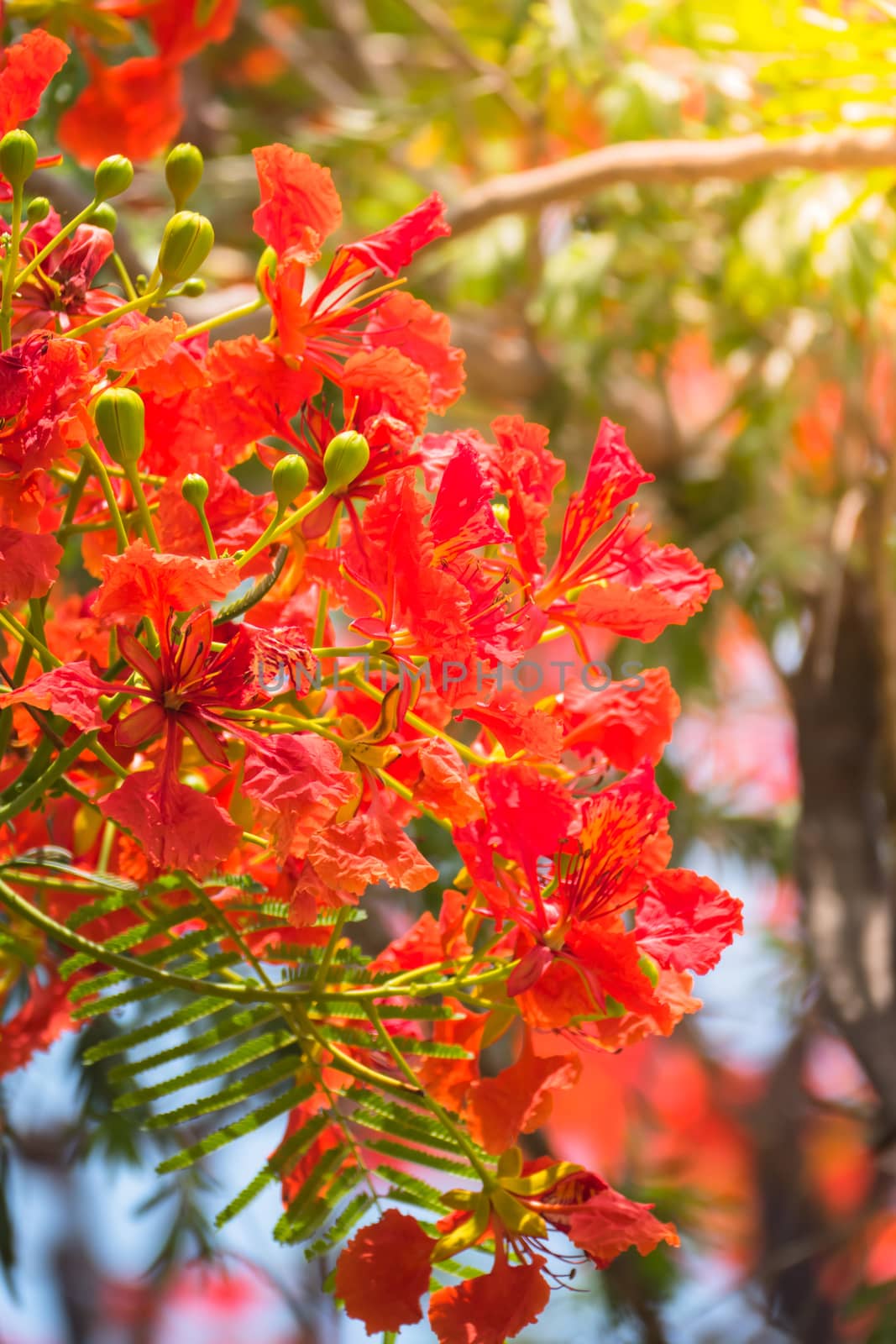 The background image of the colorful flowers by teerawit