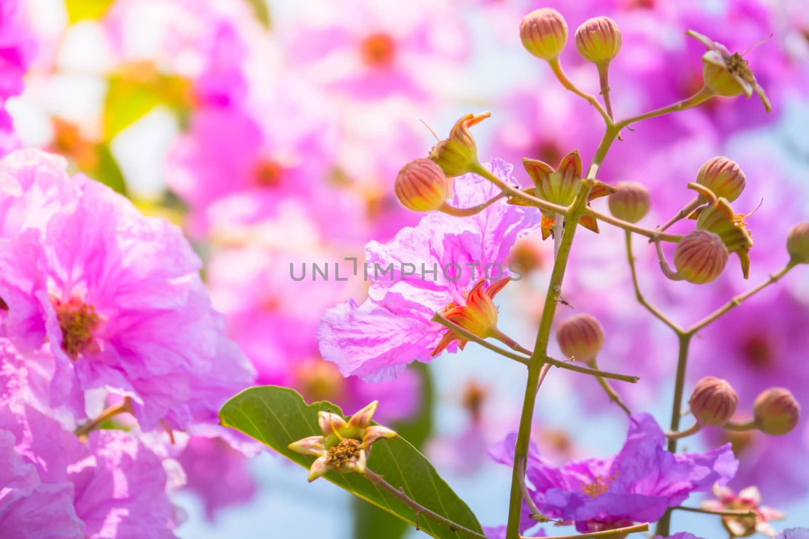 The background image of the colorful flowers, background nature