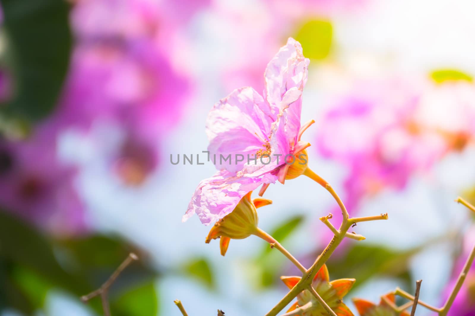 The background image of the colorful flowers, background nature