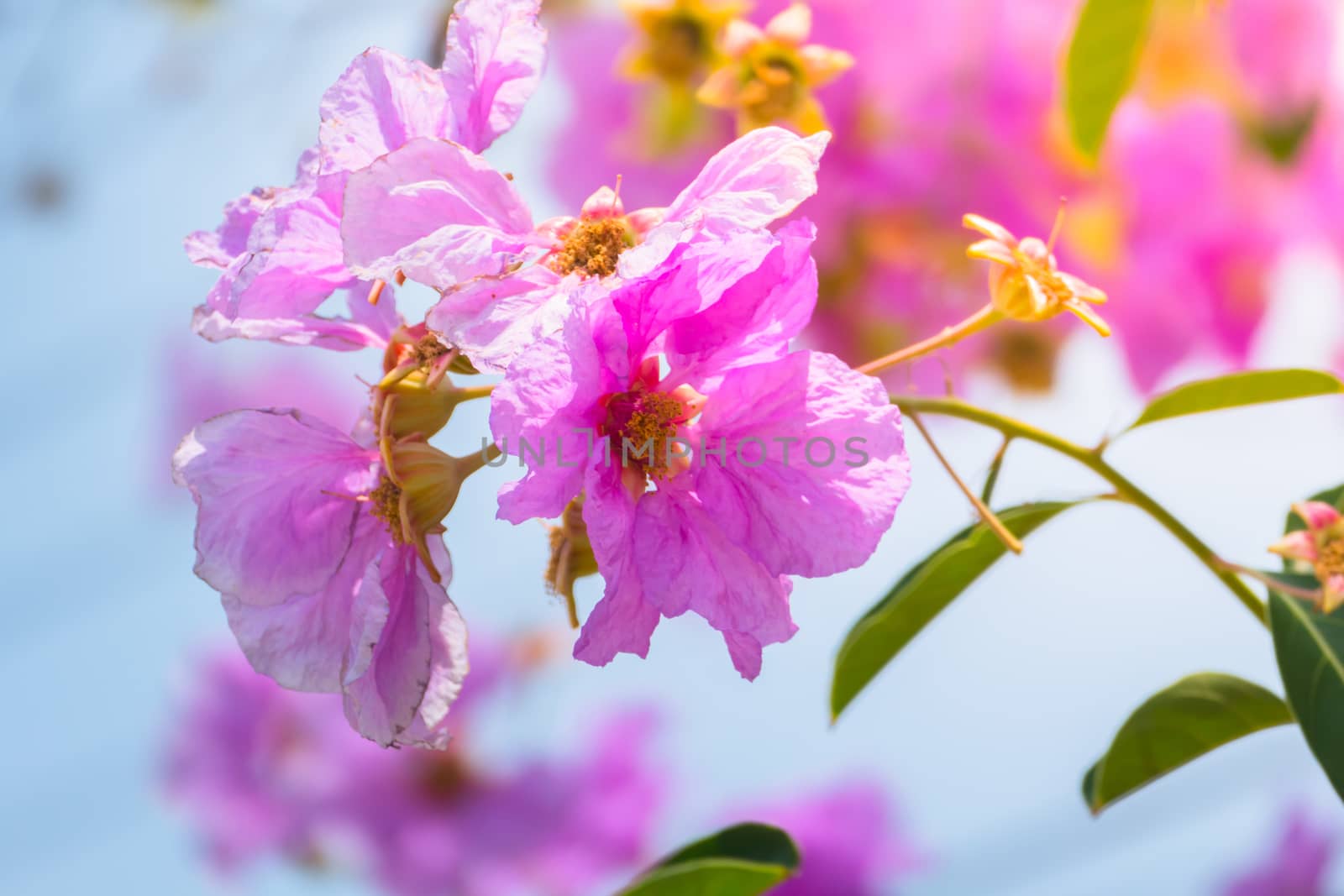 The background image of the colorful flowers, background nature