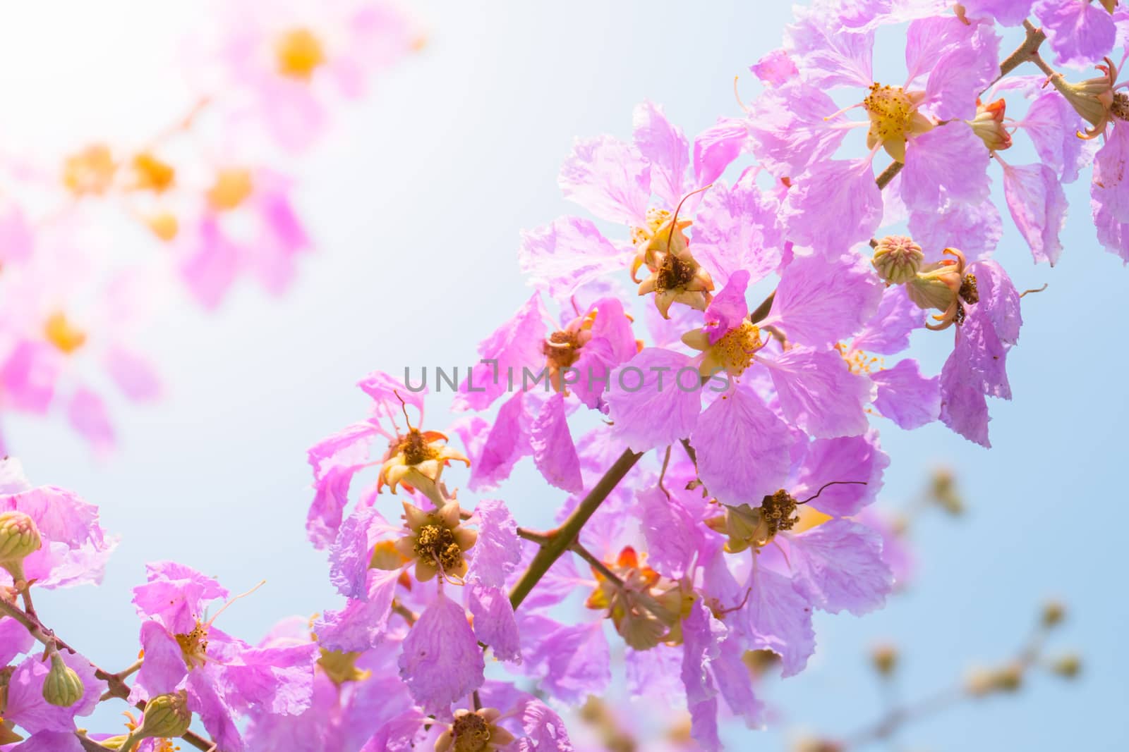 The background image of the colorful flowers, background nature