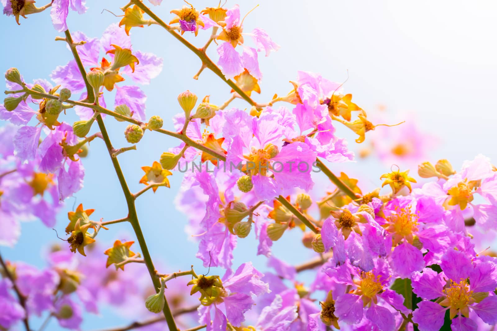 The background image of the colorful flowers, background nature