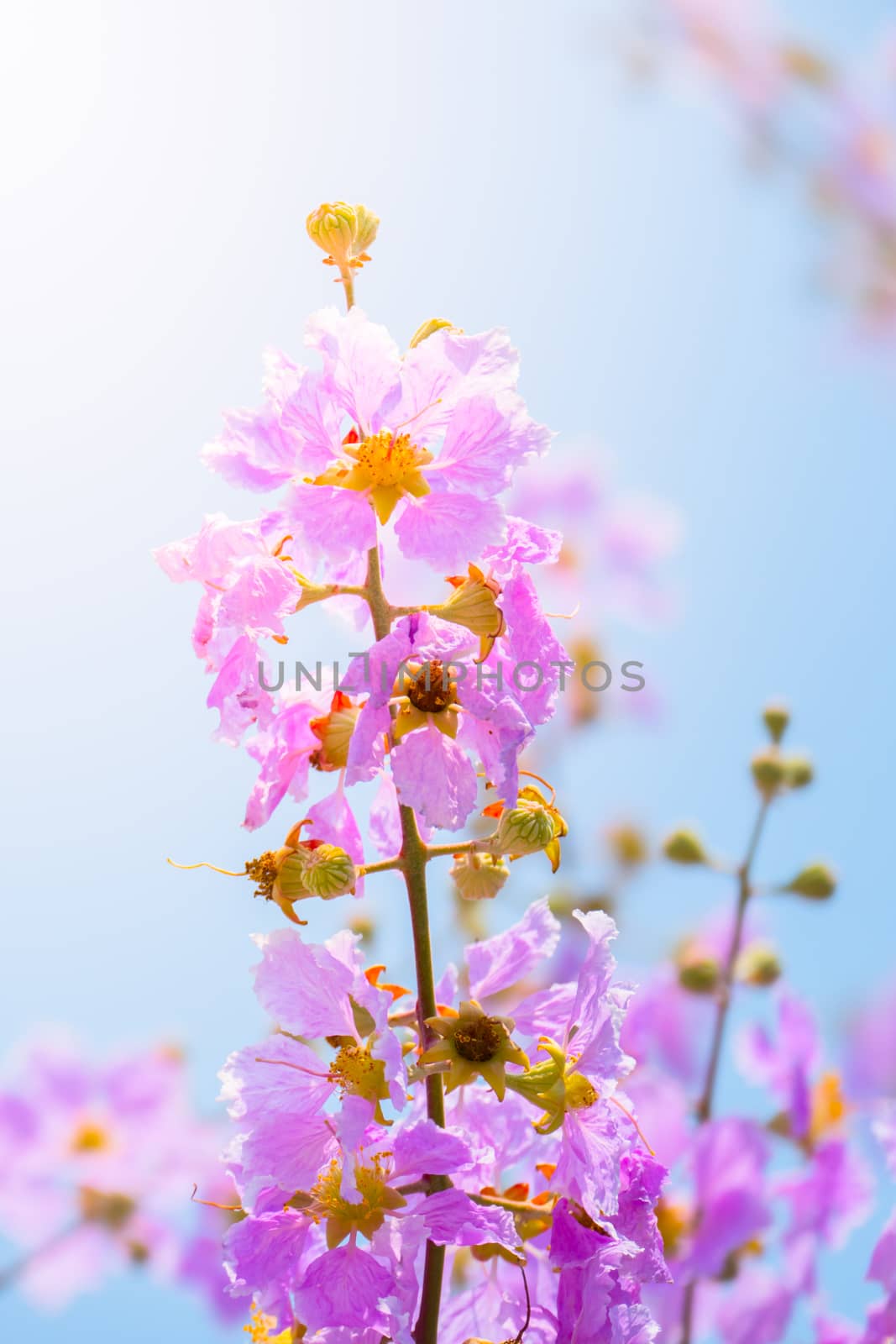 The background image of the colorful flowers by teerawit