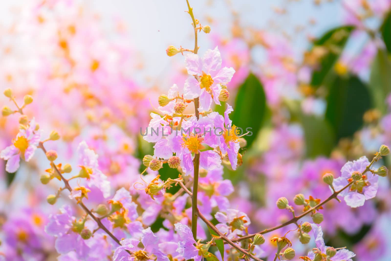 The background image of the colorful flowers, background nature