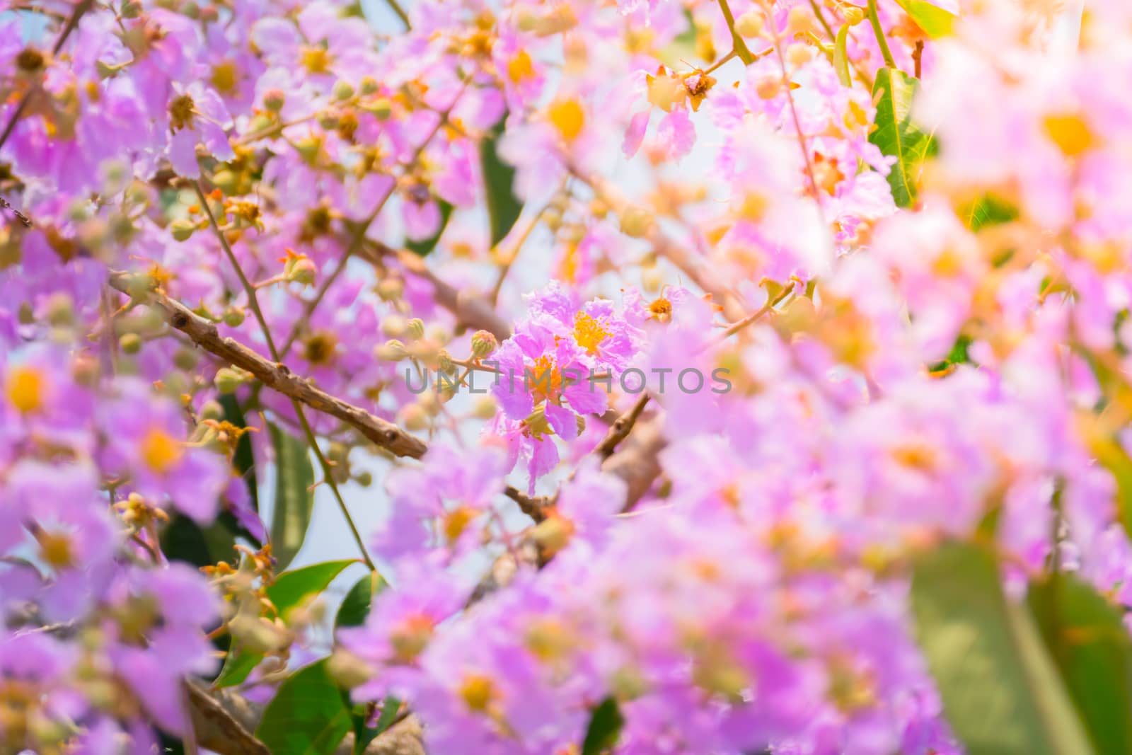 The background image of the colorful flowers, background nature