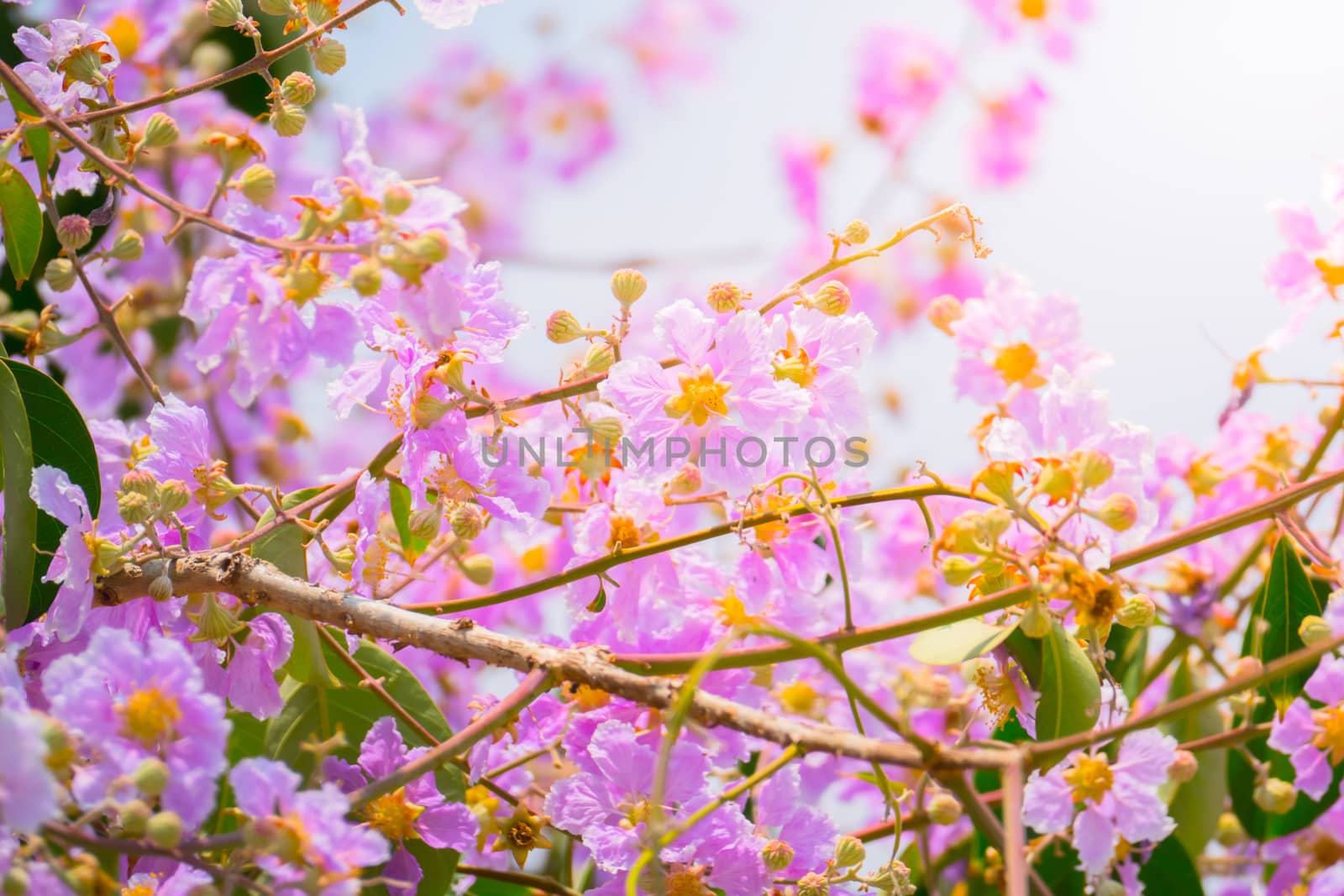 The background image of the colorful flowers, background nature