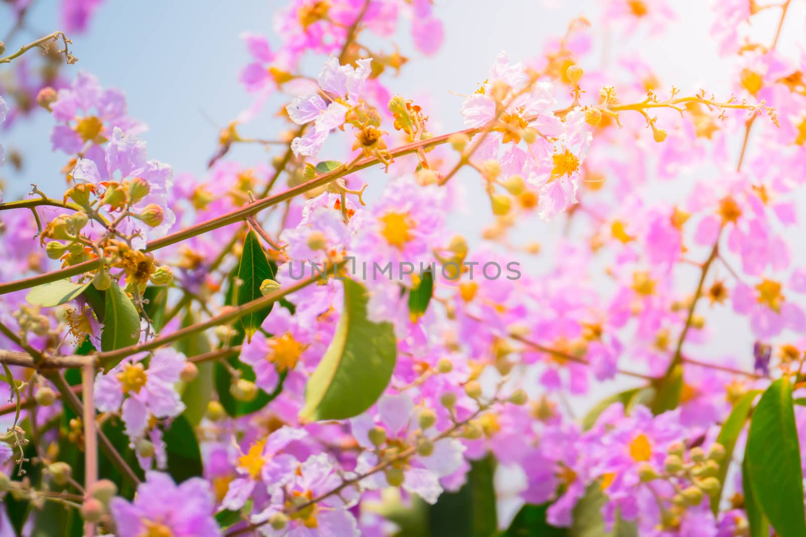 The background image of the colorful flowers, background nature