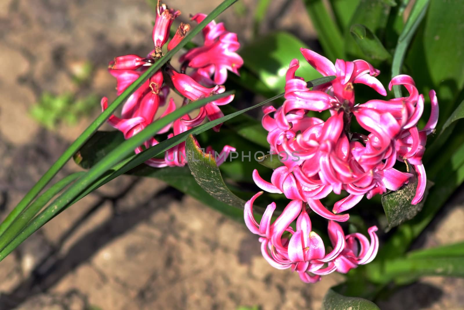 In the spring the gardens blossomed instantly.
The hyacinths cover the earth