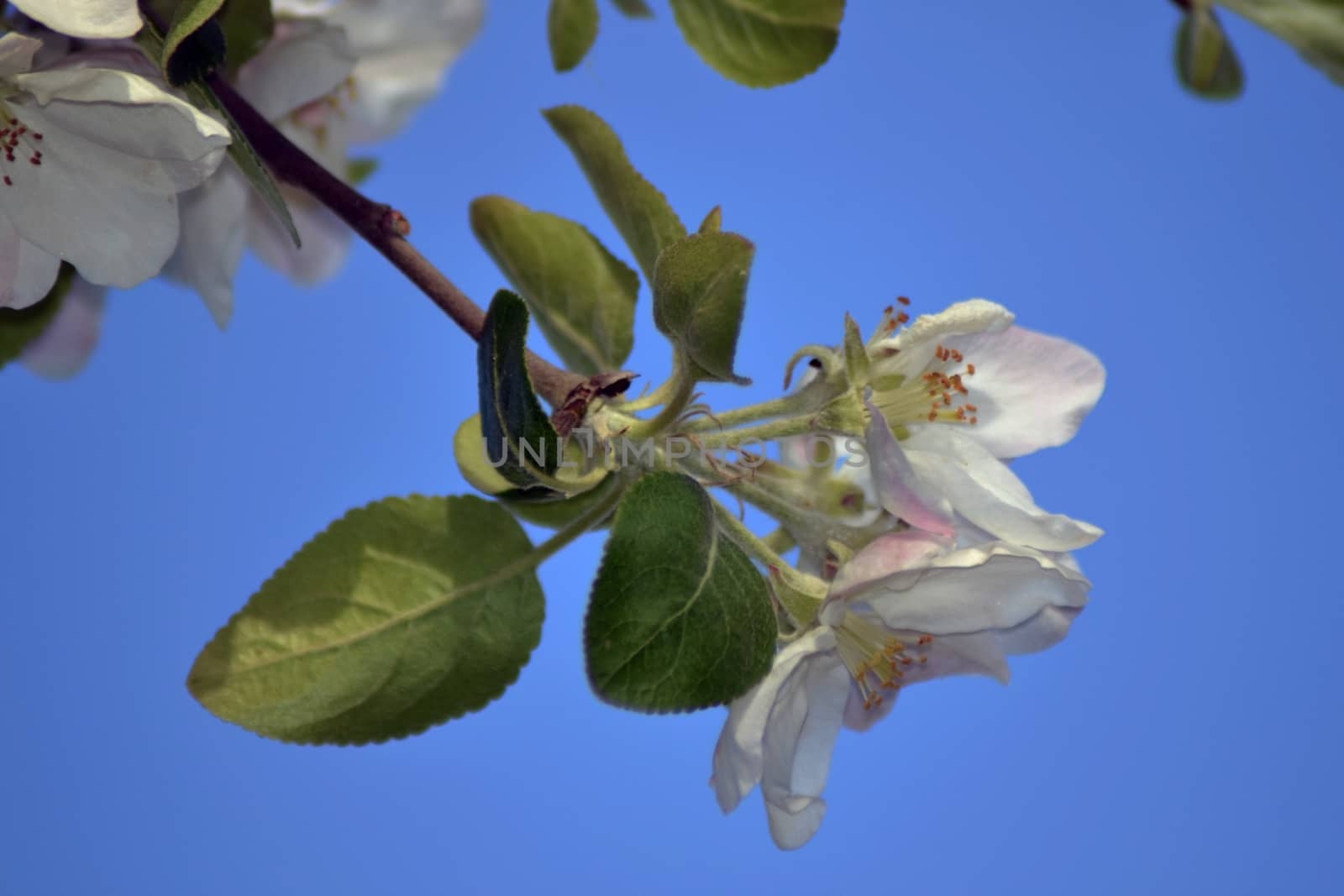 Fresh, joyful spring and colorful spring apple season is great.